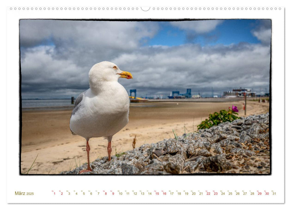 Amrum, inspirierende Landschaft (CALVENDO Wandkalender 2025)