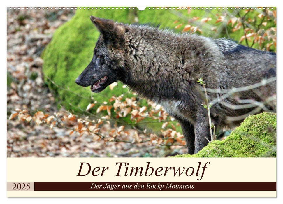 Der Timberwolf - Der Jäger aus den Rocky Mountains (CALVENDO Wandkalender 2025)