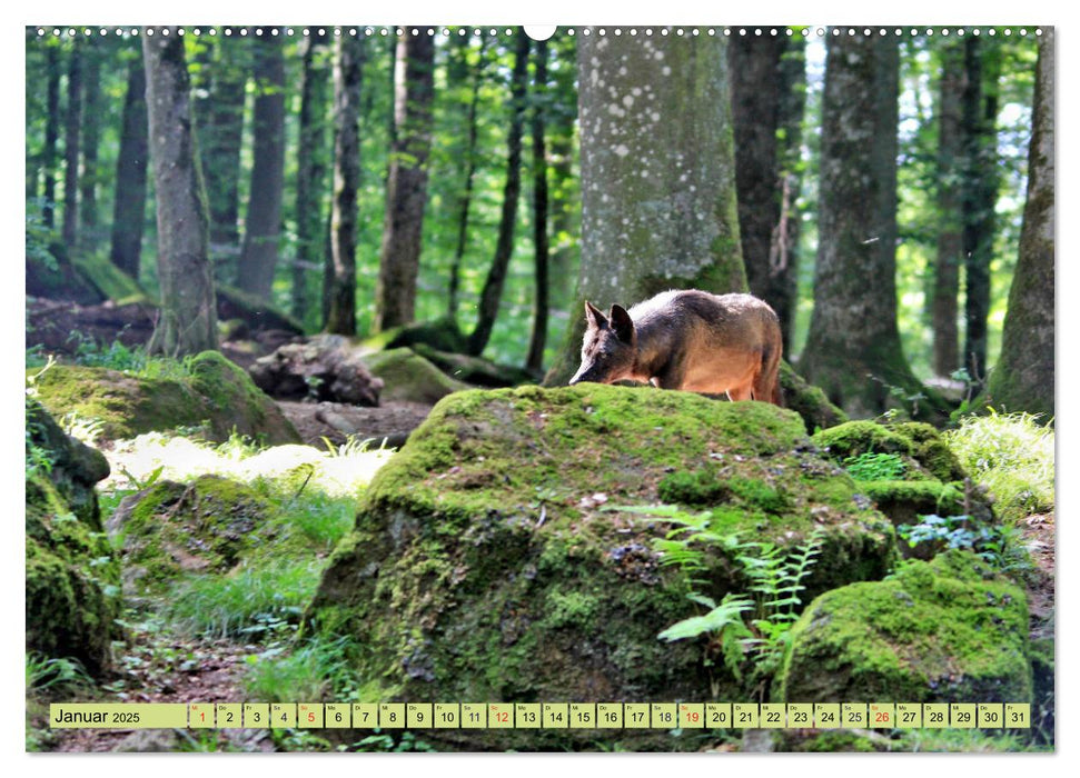 Der Timberwolf - Der Jäger aus den Rocky Mountains (CALVENDO Wandkalender 2025)