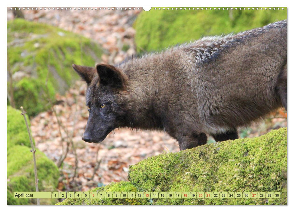 Der Timberwolf - Der Jäger aus den Rocky Mountains (CALVENDO Wandkalender 2025)