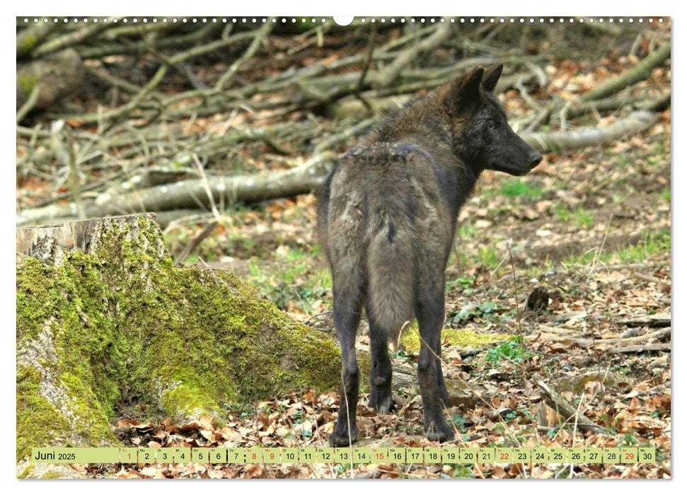 Der Timberwolf - Der Jäger aus den Rocky Mountains (CALVENDO Wandkalender 2025)