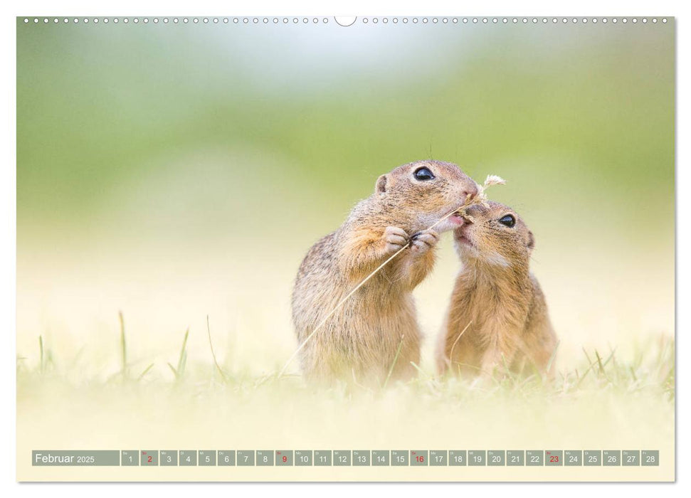 Liebenswerte Ziesel - vom Aussterben bedrohte Nagetiere (CALVENDO Wandkalender 2025)