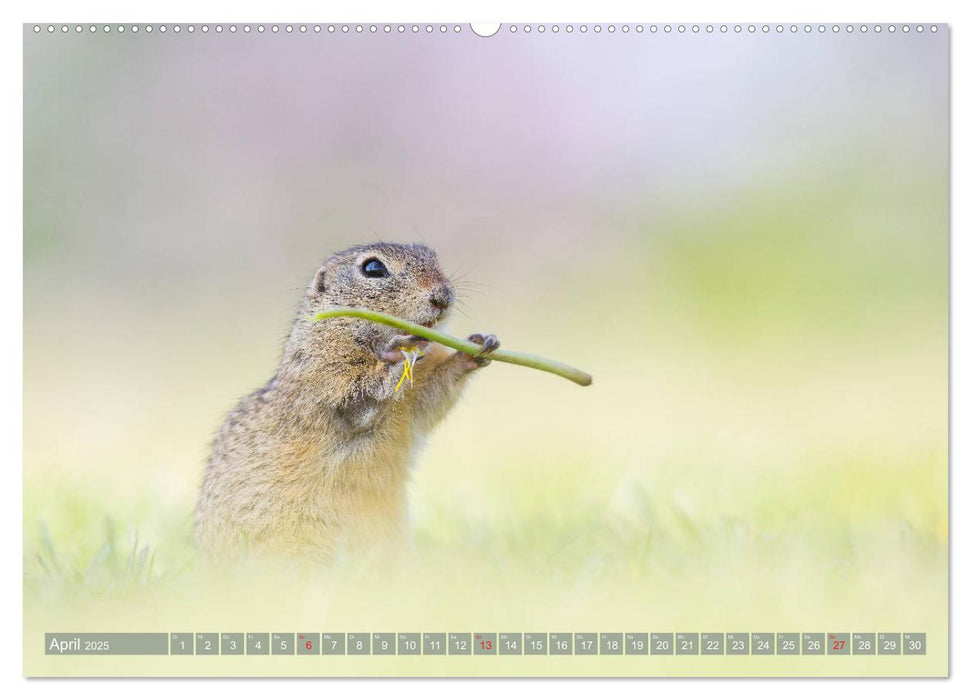 Liebenswerte Ziesel - vom Aussterben bedrohte Nagetiere (CALVENDO Wandkalender 2025)