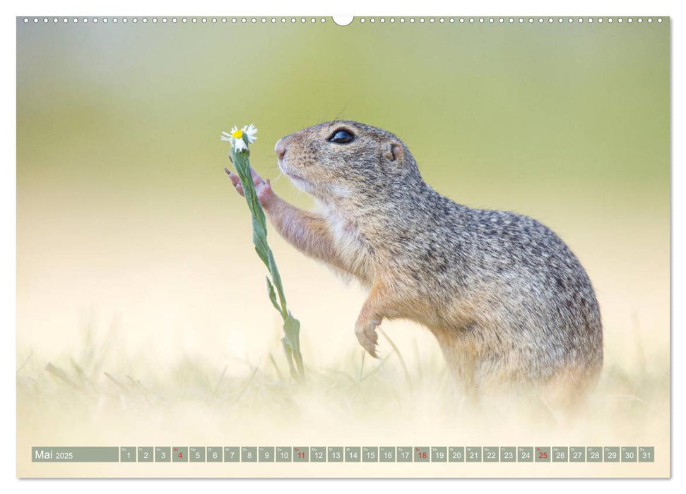 Liebenswerte Ziesel - vom Aussterben bedrohte Nagetiere (CALVENDO Wandkalender 2025)