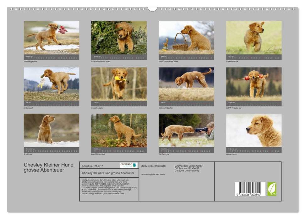 Chesley Kleiner Hund grosse Abenteuer (CALVENDO Premium Wandkalender 2025)