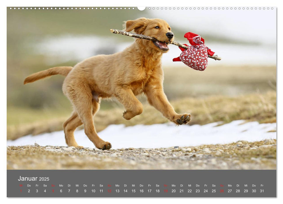 Chesley Kleiner Hund grosse Abenteuer (CALVENDO Premium Wandkalender 2025)