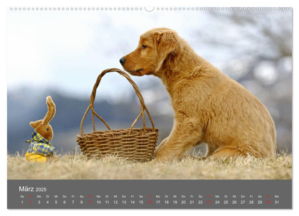 Chesley Kleiner Hund grosse Abenteuer (CALVENDO Premium Wandkalender 2025)