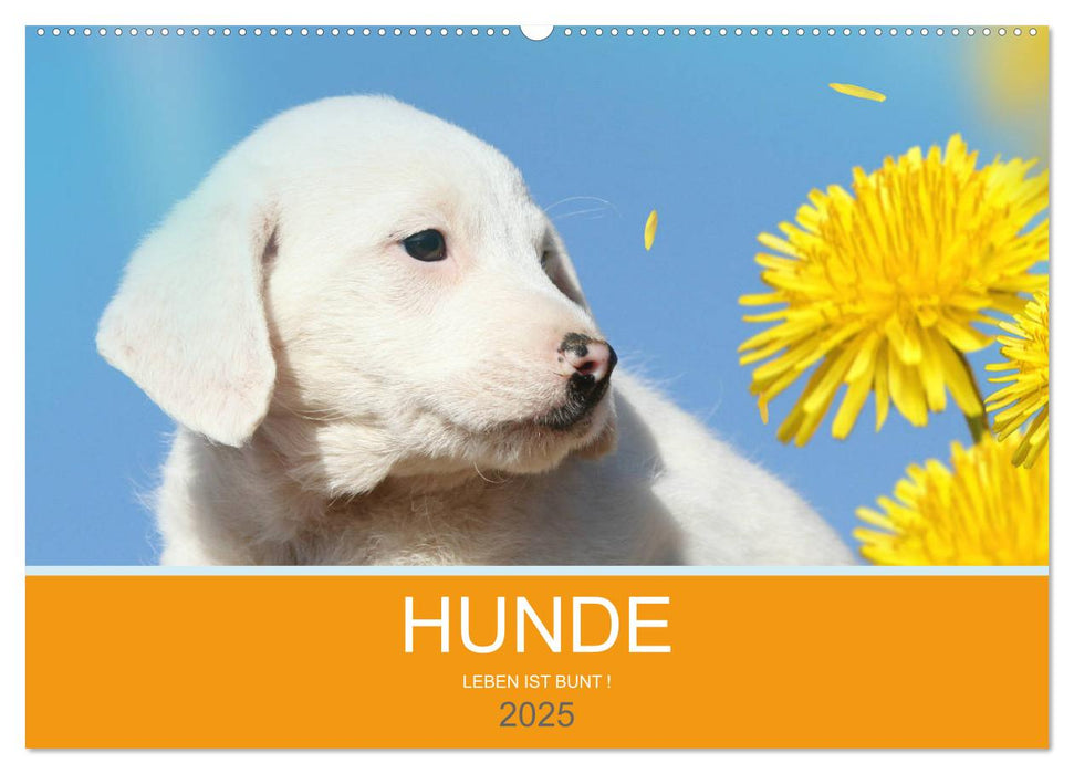 HUNDE LEBEN IST BUNT (CALVENDO Wandkalender 2025)