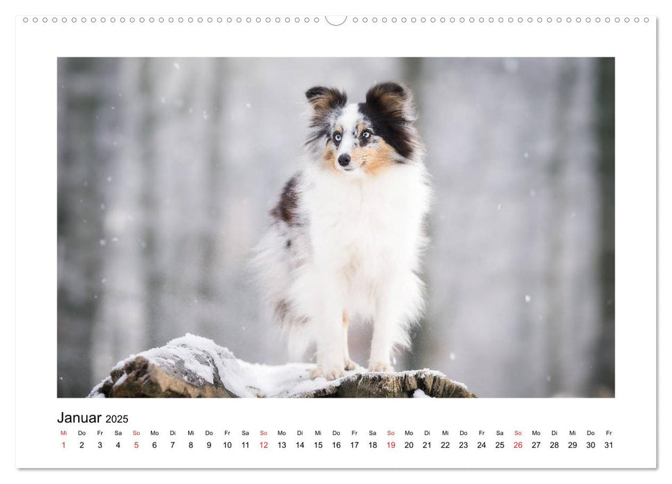 Herzensshelties - Shetland Sheepdogs (CALVENDO Premium Wandkalender 2025)