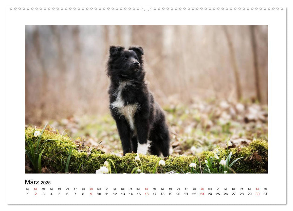 Herzensshelties - Shetland Sheepdogs (CALVENDO Premium Wandkalender 2025)