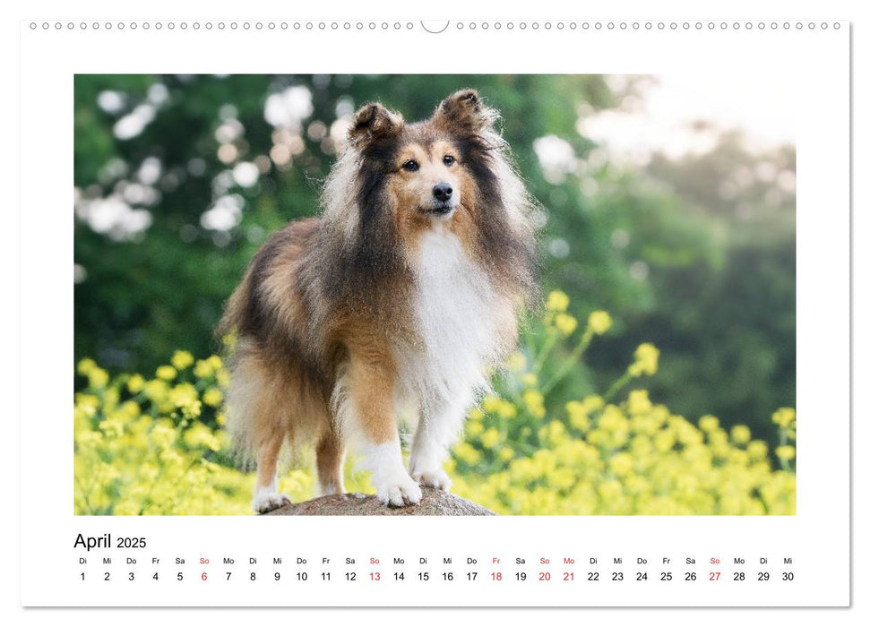 Herzensshelties - Shetland Sheepdogs (CALVENDO Premium Wandkalender 2025)