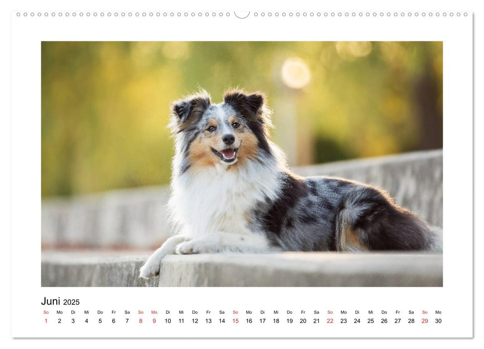 Herzensshelties - Shetland Sheepdogs (CALVENDO Premium Wandkalender 2025)