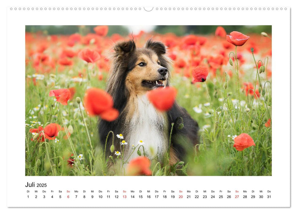 Herzensshelties - Shetland Sheepdogs (CALVENDO Premium Wandkalender 2025)