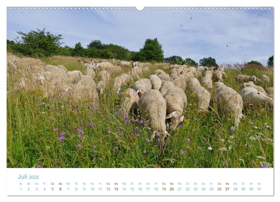 Mit Schafen durch das Jahr (CALVENDO Premium Wandkalender 2025)