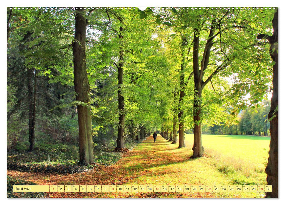 Die Schönheiten der Wälder - Stimmungsvolle Impressionen (CALVENDO Wandkalender 2025)