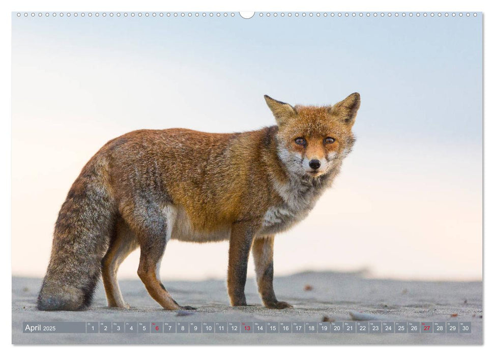 Bezaubernder Fuchs - ein Freund auf leisen Sohlen (CALVENDO Wandkalender 2025)