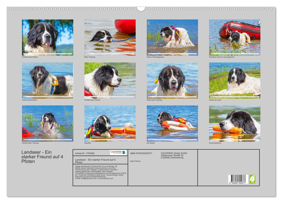 Landseer - Ein starker Freund auf 4 Pfoten (CALVENDO Wandkalender 2025)