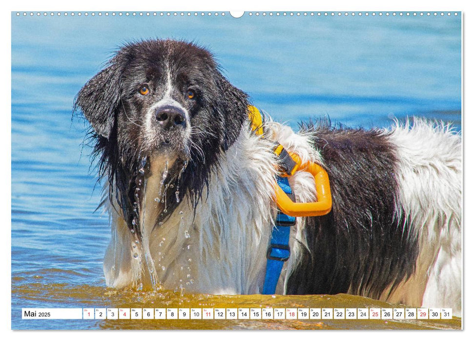 Landseer - Ein starker Freund auf 4 Pfoten (CALVENDO Wandkalender 2025)