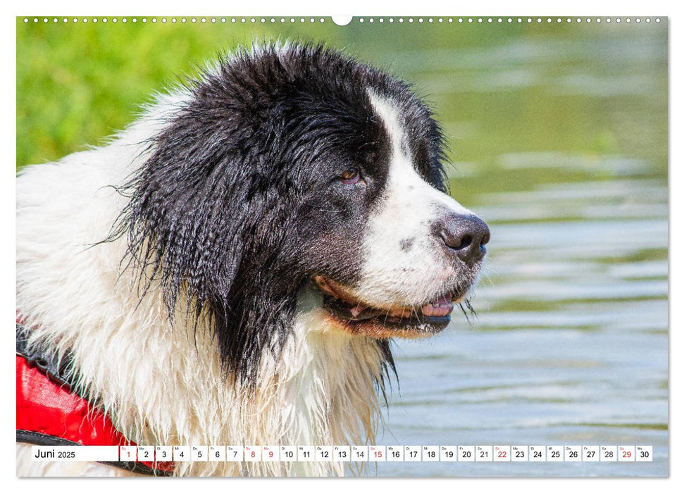 Landseer - Ein starker Freund auf 4 Pfoten (CALVENDO Wandkalender 2025)