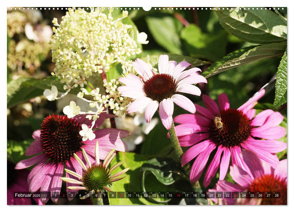 Sonnenhut im Garten (CALVENDO Premium Wandkalender 2025)