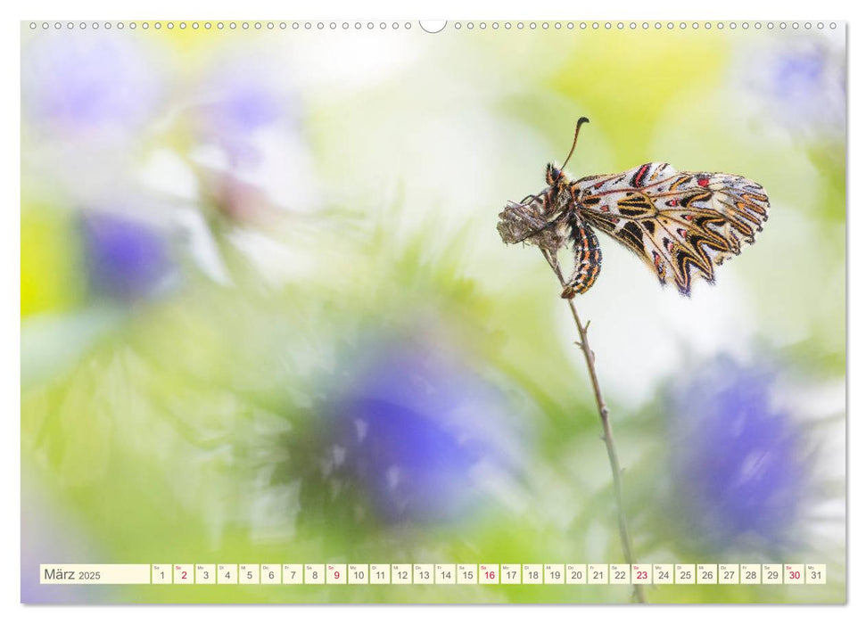 Schmetterlinge in zauberhaften Blumenwiesen (CALVENDO Wandkalender 2025)