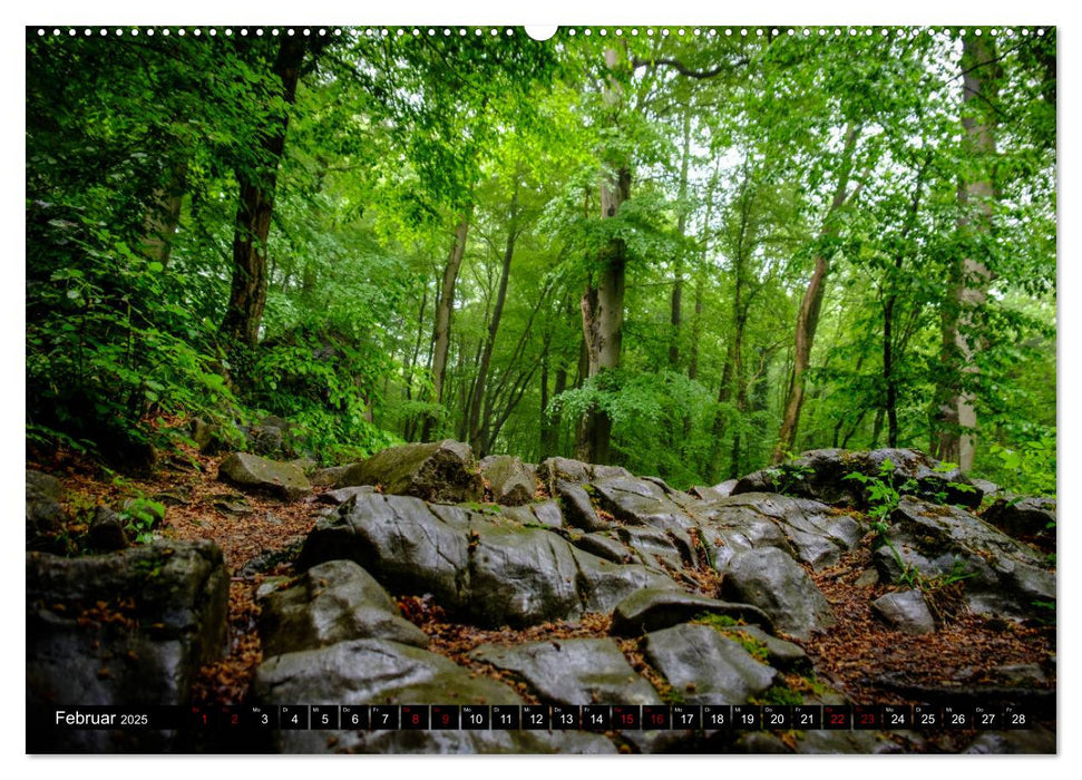 Wege des einfachen Glücks - Spaziergänge im Wald (CALVENDO Premium Wandkalender 2025)