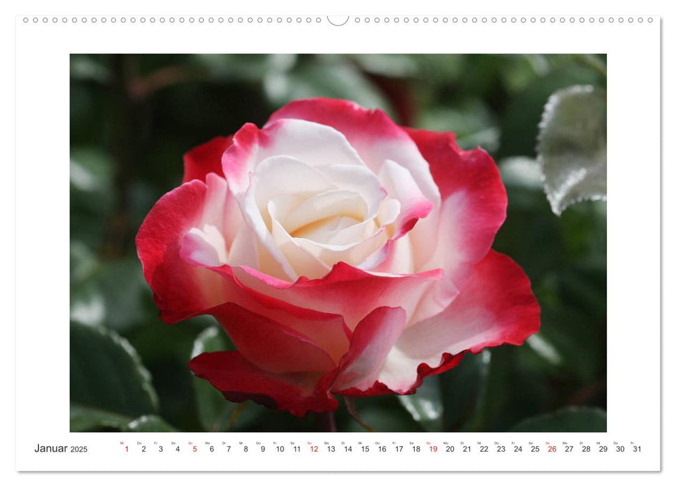 Rosenlust (CALVENDO Premium Wandkalender 2025)