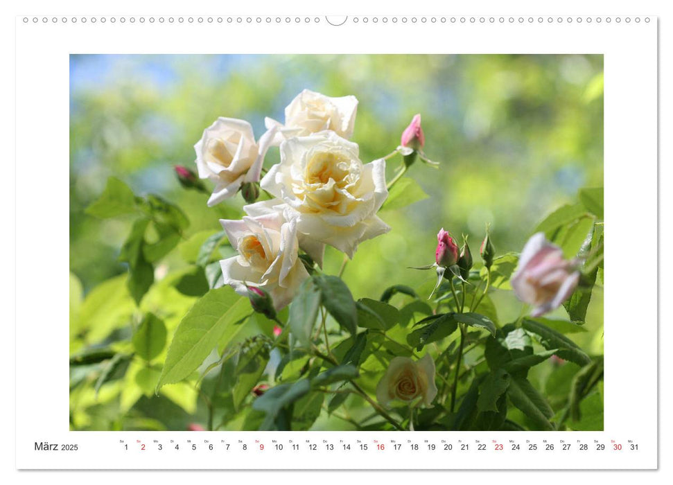 Rosenlust (CALVENDO Premium Wandkalender 2025)