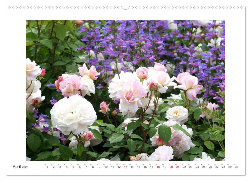 Rosenlust (CALVENDO Premium Wandkalender 2025)