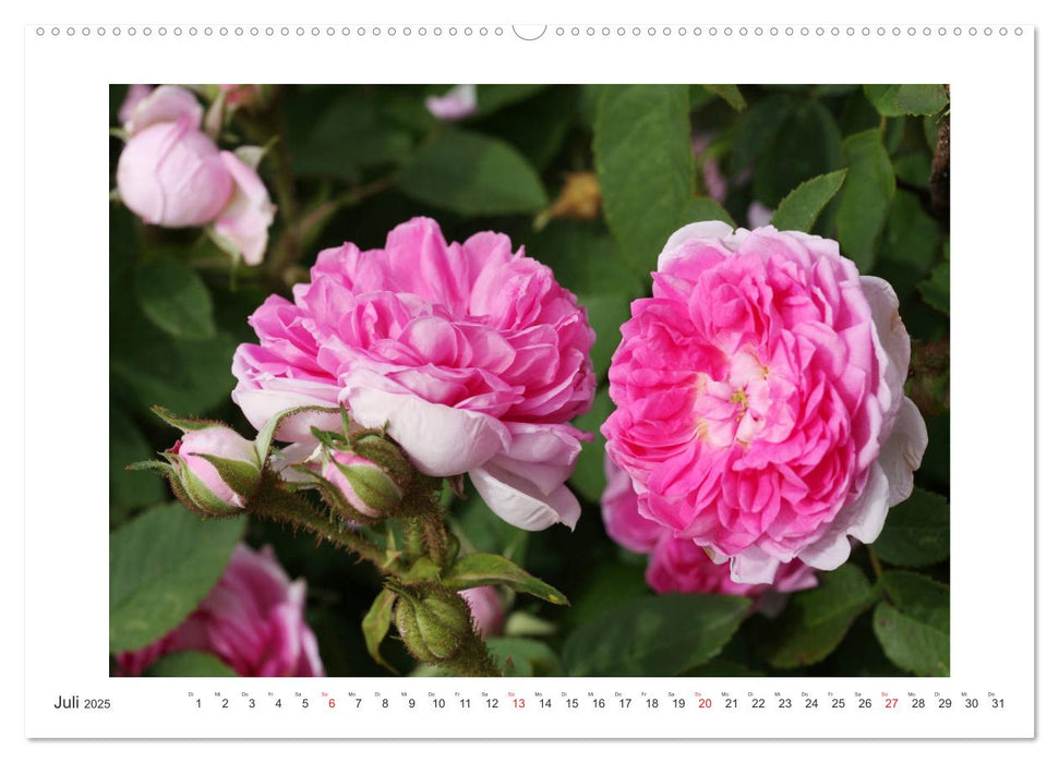 Rosenlust (CALVENDO Premium Wandkalender 2025)