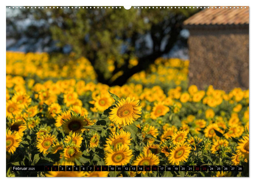 Provence im Rausch der Farben (CALVENDO Wandkalender 2025)