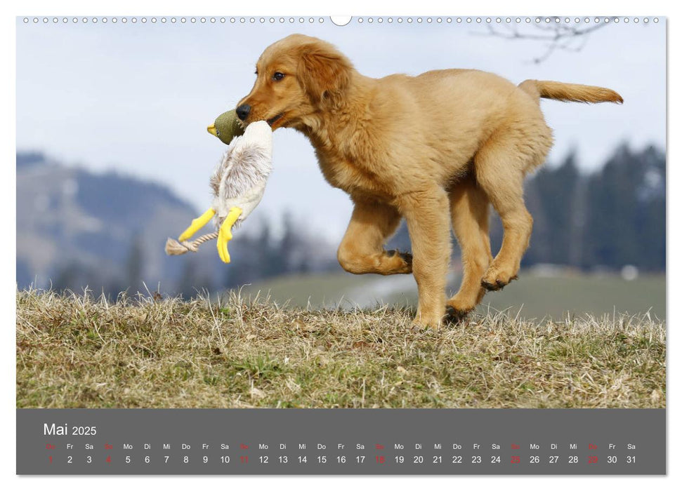 Chesley Kleiner Hund grosse Abenteuer (CALVENDO Wandkalender 2025)