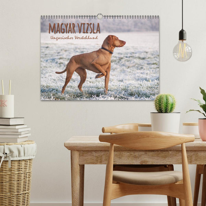 Magyar Vizsla - Ungarischer Vorstehhund (CALVENDO Wandkalender 2025)