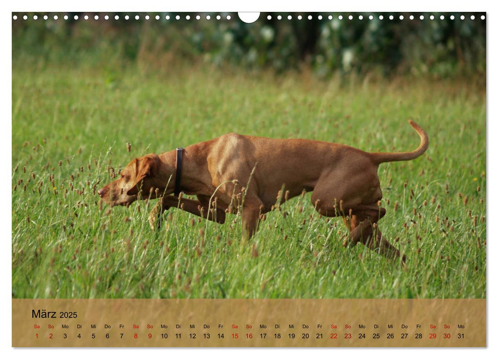 Magyar Vizsla - Ungarischer Vorstehhund (CALVENDO Wandkalender 2025)