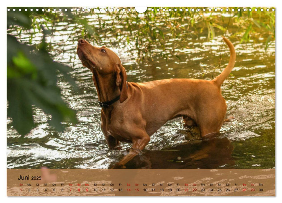 Magyar Vizsla - Ungarischer Vorstehhund (CALVENDO Wandkalender 2025)