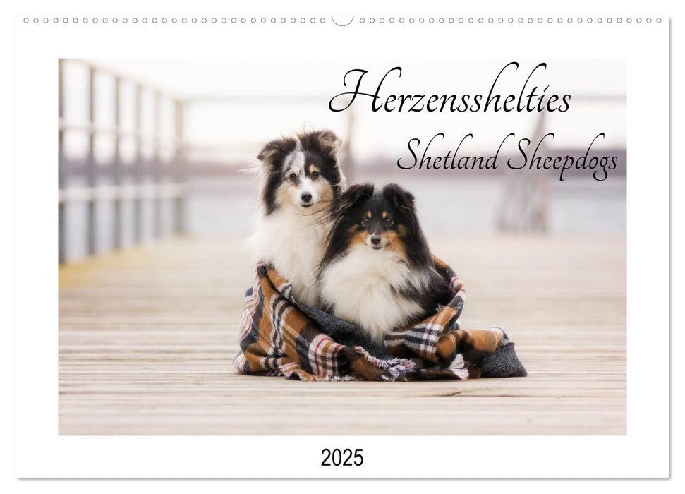 Herzensshelties - Shetland Sheepdogs (CALVENDO Wandkalender 2025)