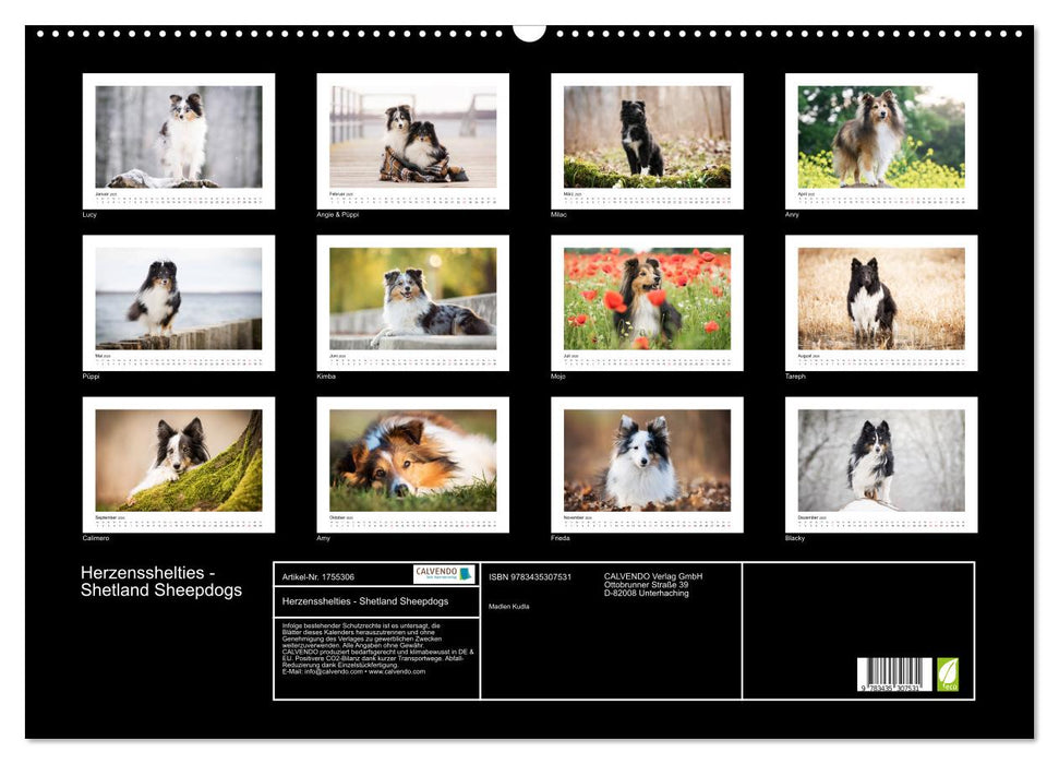 Herzensshelties - Shetland Sheepdogs (CALVENDO Wandkalender 2025)