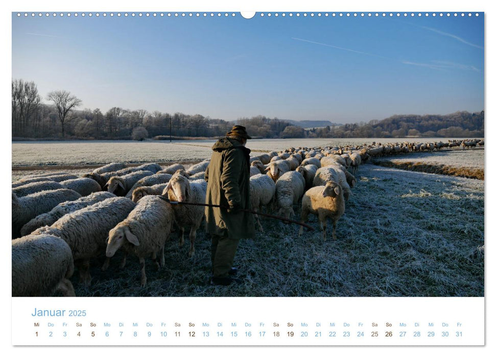 Mit Schafen durch das Jahr (CALVENDO Wandkalender 2025)