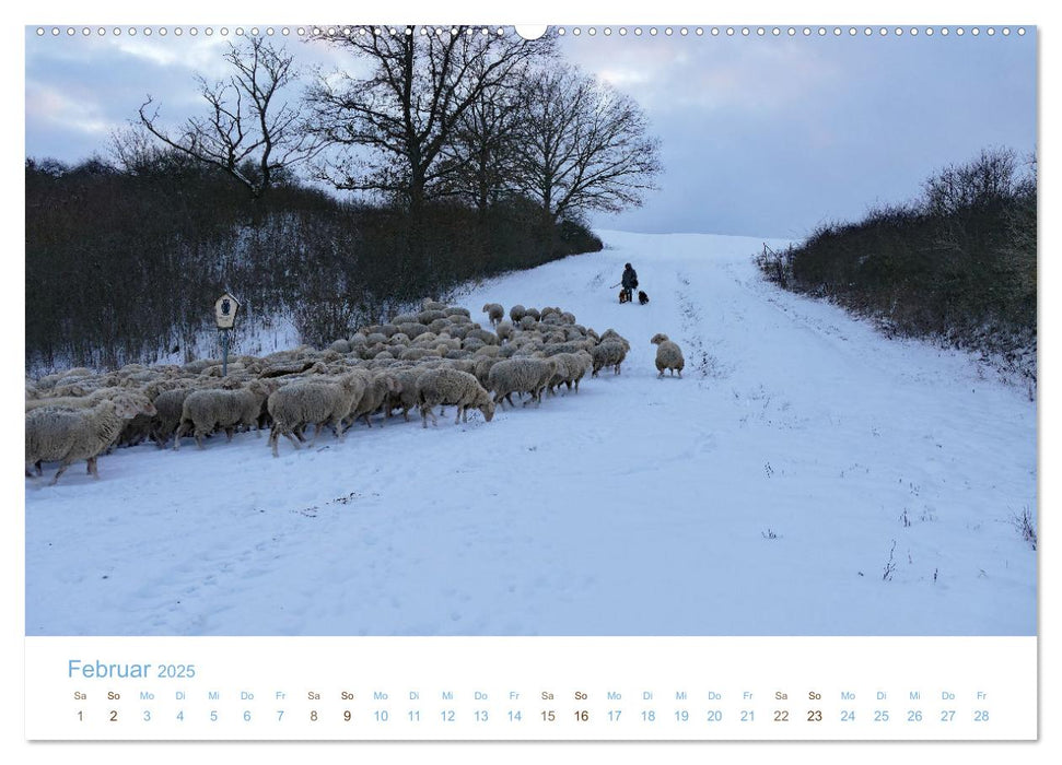 Mit Schafen durch das Jahr (CALVENDO Wandkalender 2025)