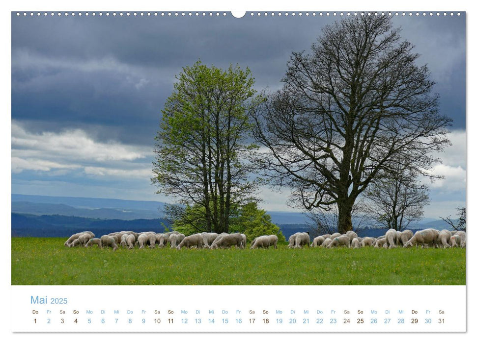 Mit Schafen durch das Jahr (CALVENDO Wandkalender 2025)