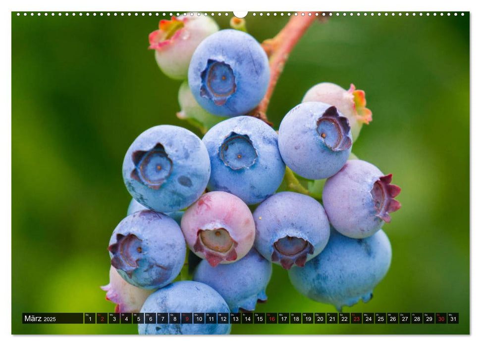 Superfood Blaubeere. Ich esse gerne Heidelbeeren! (CALVENDO Wandkalender 2025)