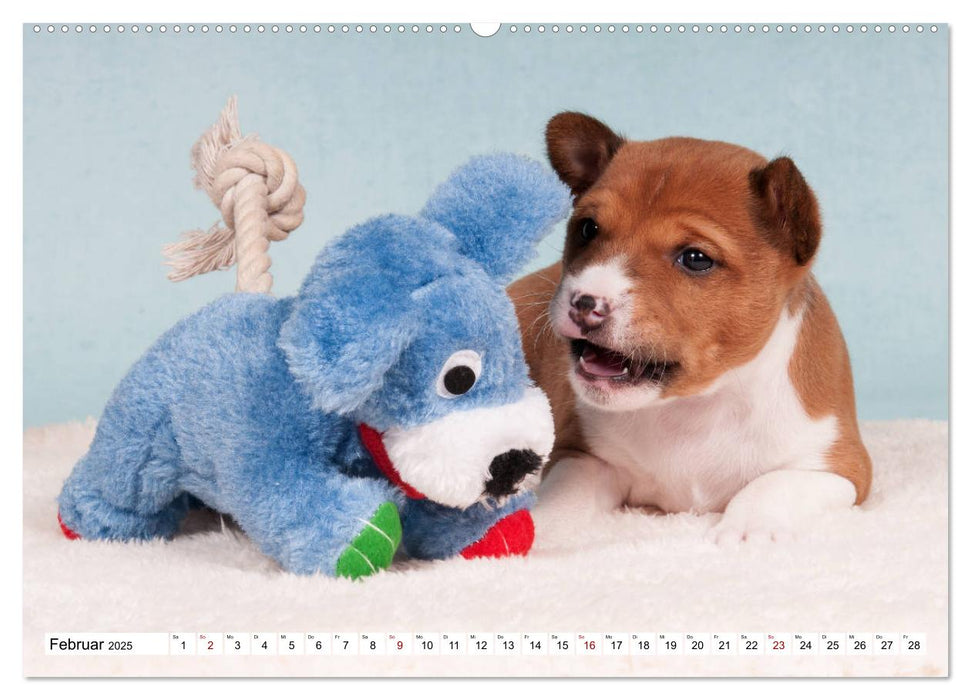 Wunderbare Basenji Welpenzeit (CALVENDO Premium Wandkalender 2025)