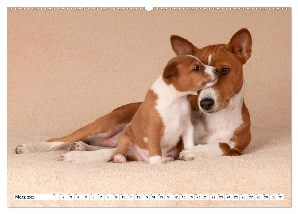 Wunderbare Basenji Welpenzeit (CALVENDO Premium Wandkalender 2025)