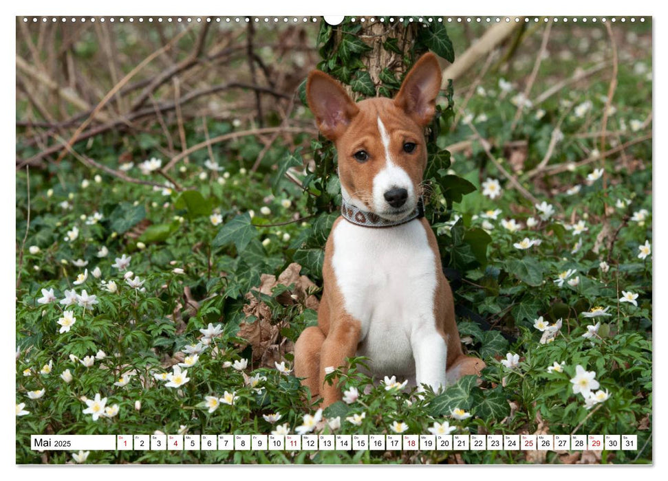 Wunderbare Basenji Welpenzeit (CALVENDO Premium Wandkalender 2025)