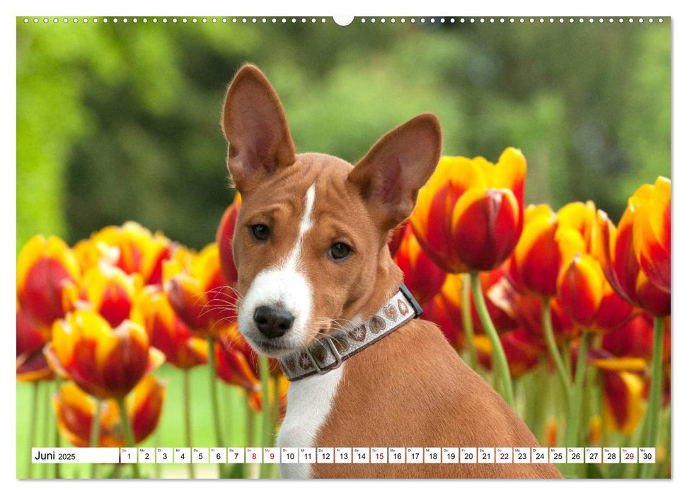 Wunderbare Basenji Welpenzeit (CALVENDO Premium Wandkalender 2025)