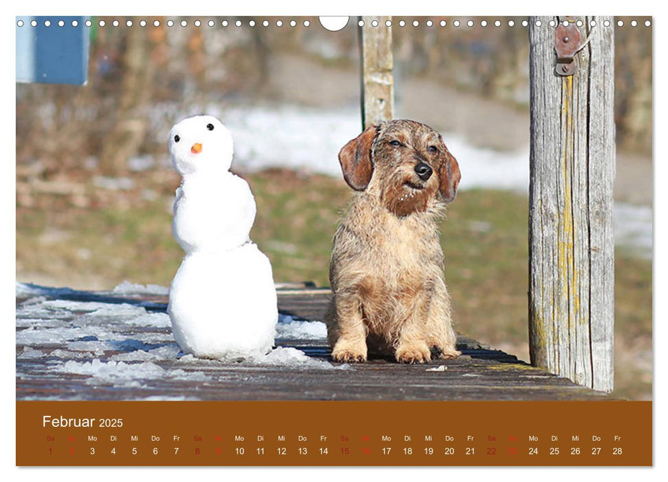 Der Dackel (CALVENDO Wandkalender 2025)