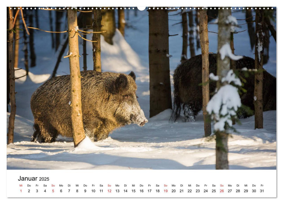 Unsere heimische Tierwelt (CALVENDO Premium Wandkalender 2025)