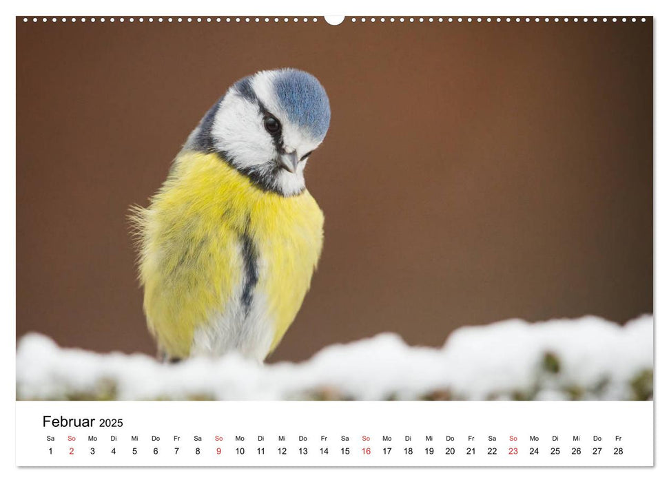 Unsere heimische Tierwelt (CALVENDO Premium Wandkalender 2025)