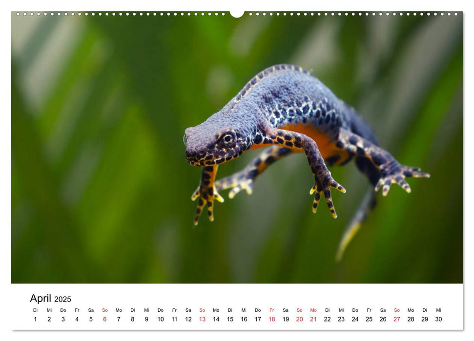 Unsere heimische Tierwelt (CALVENDO Premium Wandkalender 2025)