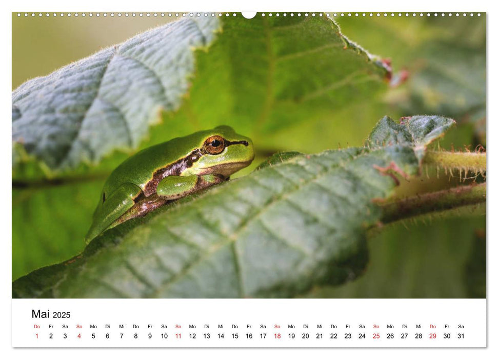 Unsere heimische Tierwelt (CALVENDO Premium Wandkalender 2025)